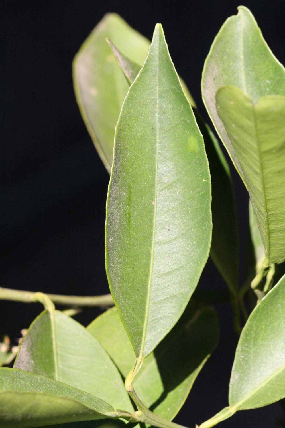              Unifoliolate leaf (Riverside, CA)       